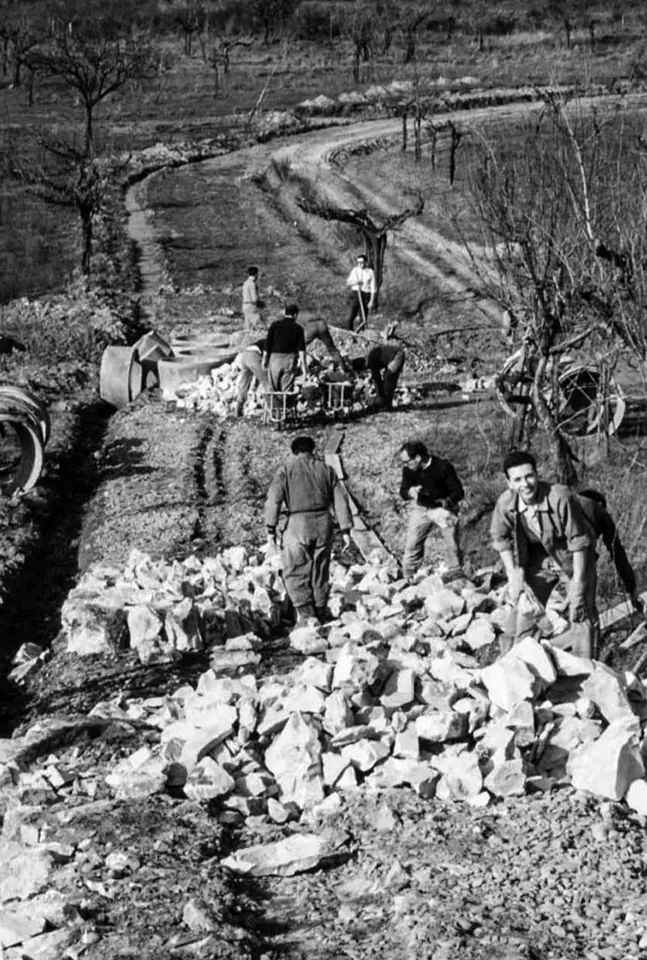 Black-and-white photograph of young men breaking and carrying stones along a dirt track among olive trees on a hillside