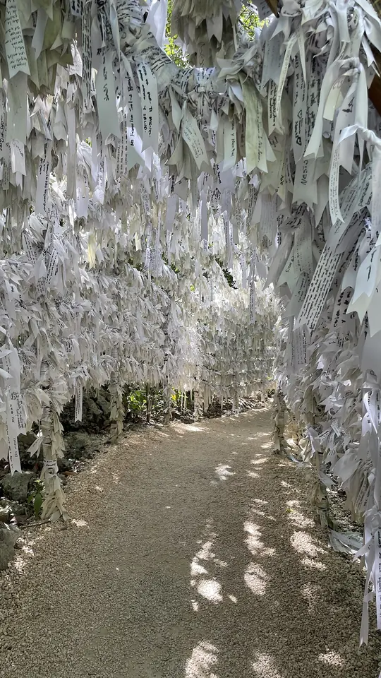 Un sendero de tierra bajo los árboles, con las ramas y cercas a ambos lados completamente cubiertas de cintas blancas colgantes