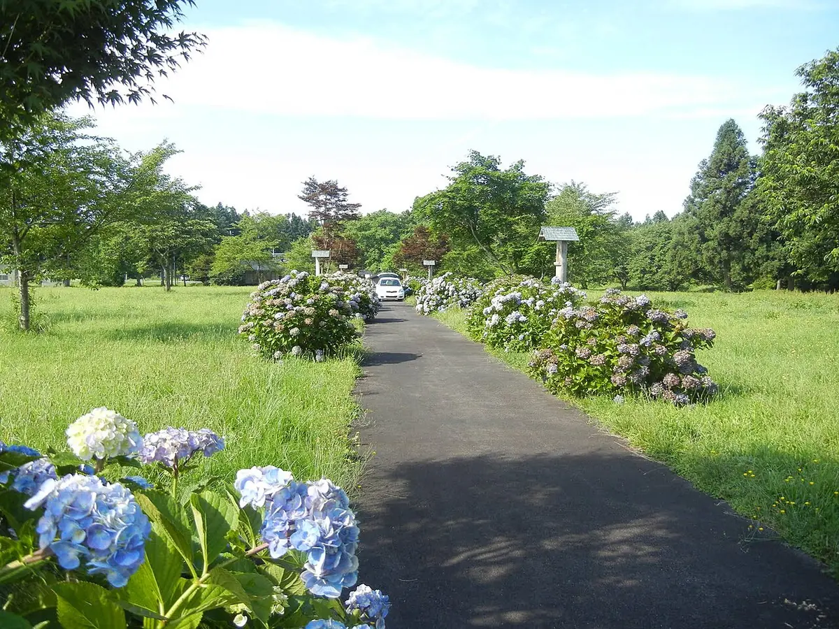 A narrow paved path running between green lawns and beds of blue and white hydrangeas toward a line of trees on a summer day