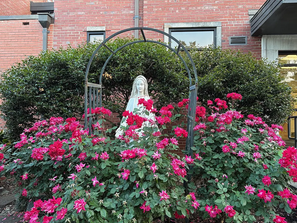 A small white statue of Mary under a dark metal arch, surrounded by bright pink rose bushes in front of a brick building