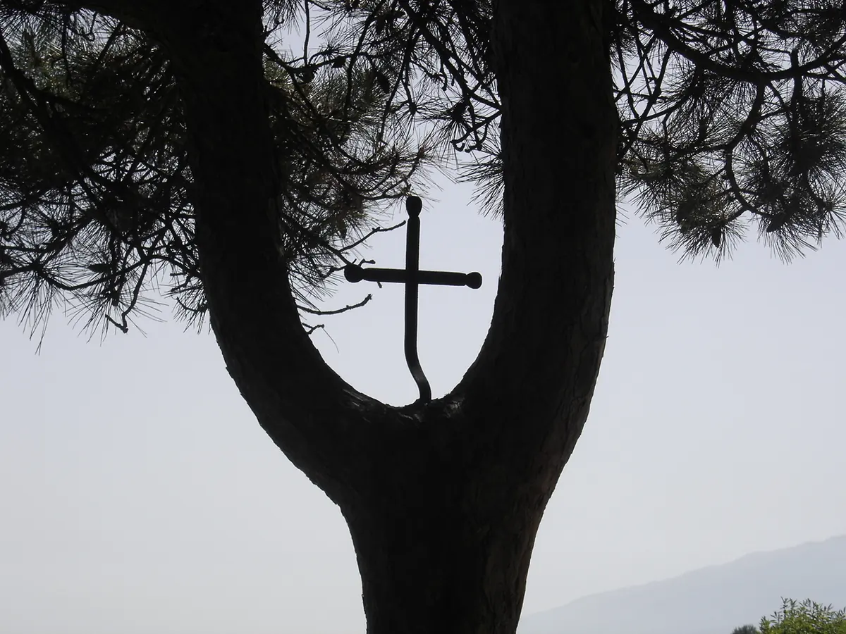 A small iron cross set in the fork of an old pine trunk, seen in silhouette against a pale sky