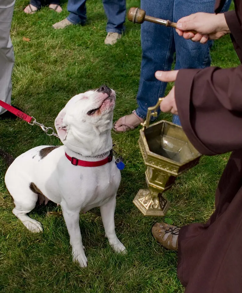 A friar in a brown habit sprinkles holy water from a brass bucket on a white dog sitting on the grass on a red leash