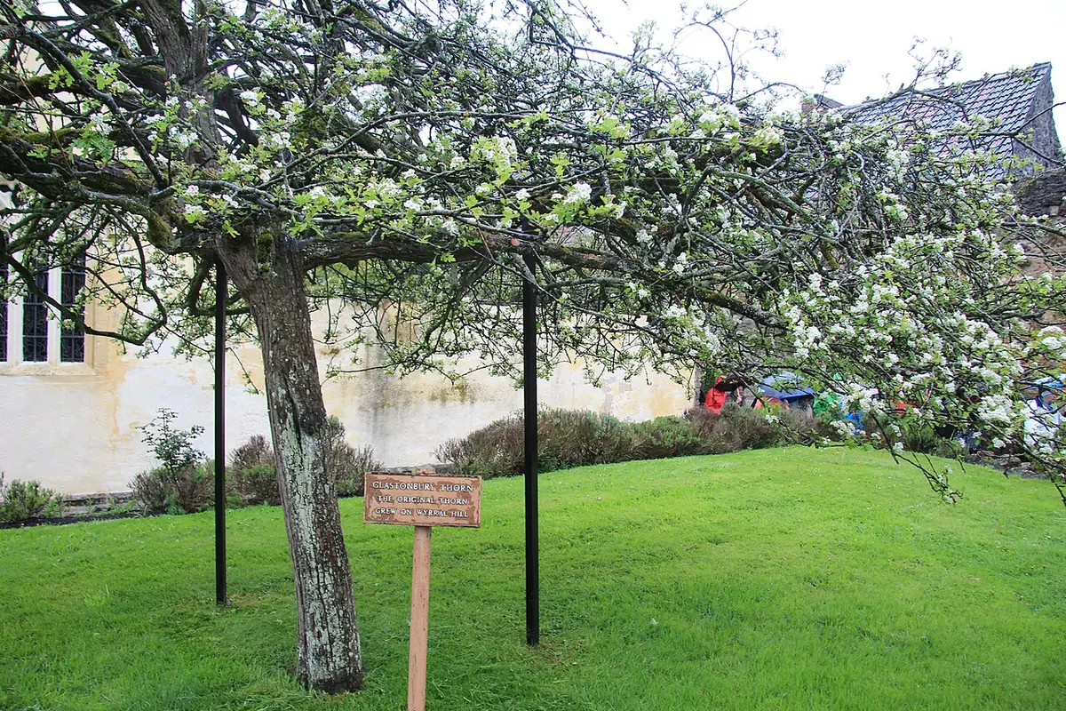 A hawthorn tree covered in white blossom on a lawn, propped with posts, beside a stone building, with a small wooden sign in front