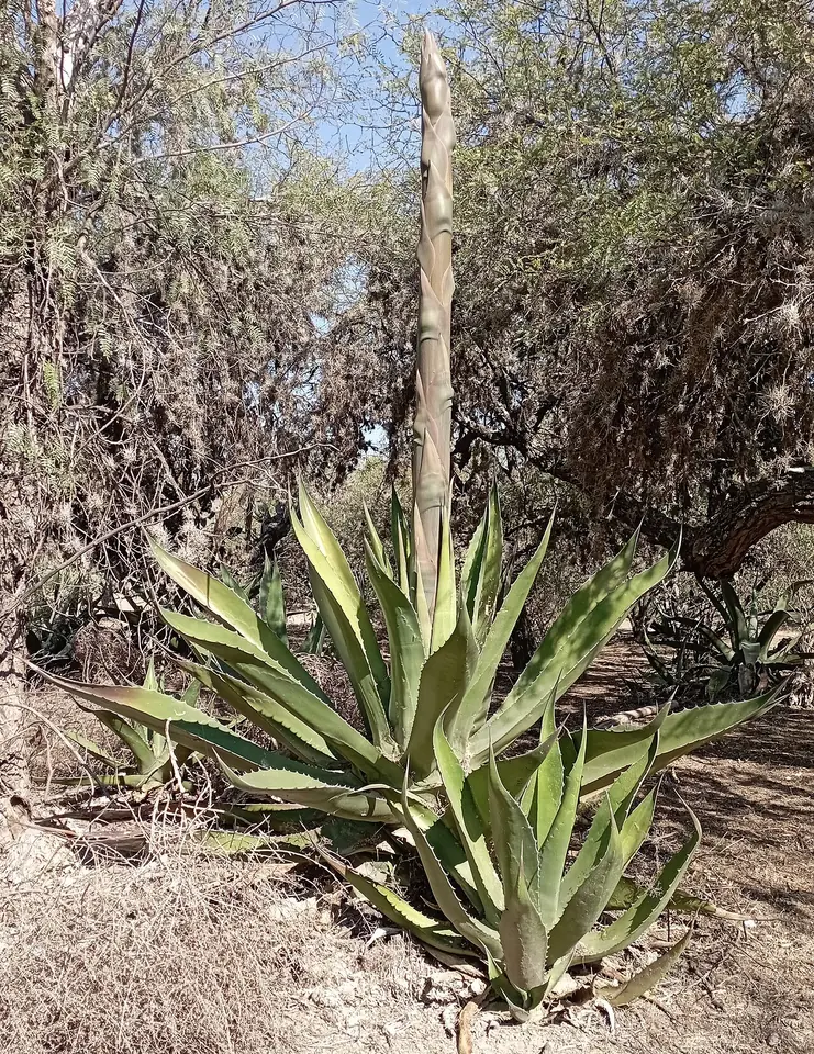 A large maguey plant with broad, spiky gray-green leaves growing among dry shrubs, with a tall dead flower stalk rising from its center